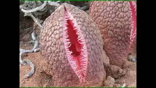 Самые необычные  цветы в мире Most Amazing and Weird Flowers from   world