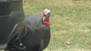 Wild Turkeys Taking Over Minnesota