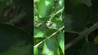 Aloysia virgata, Sweet almond tree verbena
