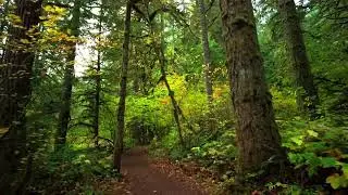 My favorite part of Silver Falls State Park, Oregon. NO EDITS