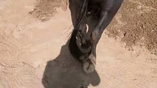 #baffalo #cutebaby 🥰 buffalo Video  🐃 #buffalocalf #animals #murraha #villagelife #villagevlogs