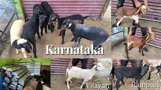 Karnataka vilayati Rampuri Telangana kids available contact 8121270400