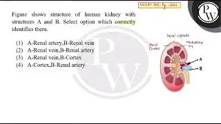 NCERT Ref-Pg-206 Figure shows structure of human kidney with structures A and B. Select option w....