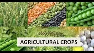 Food Crops of India