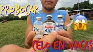 Como probocar celo en vacas para reproducci&oacute;n tips 