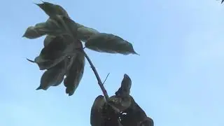 RECOVERY OF LEAVES FORM; Premna oblongifolia