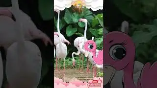 Fun Facts About Flamingos!  #educationalkids #shorts