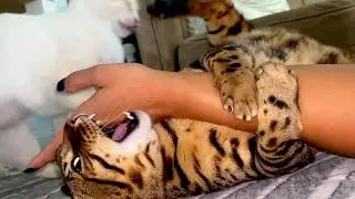 Cuteness Overload: Pets Being Funny and Adorable!