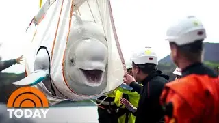Beluga Whales Released After A Decade In Captivity | TODAY
