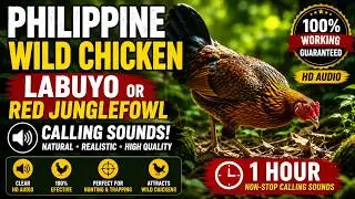 Wild Chicken Junglefowl Labuyo Calling Sounds