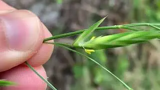 Antesis en Bromus catharticus (Poaceae)