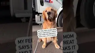 My Dog wants the Full Treat!