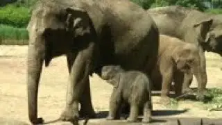 Baby elephant explores enclosure at Cologne Zoo