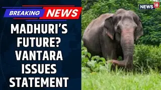 Vantara On Concerns Over Elephant Madhuri, Acknowledges Her Cultural Significance To Jain Math