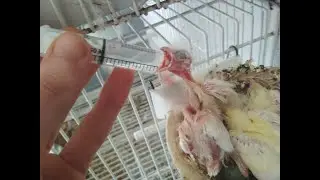 SUERO CASERO PARA LOS PÁJAROS: Muy útil y práctico  Como hacerlo y como usarlo