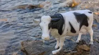 diy mini cow drinking water in a river @KanchaCreator 