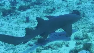 2019 04 Nurse Shark Fail