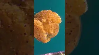 Huge Fried Egg Jellyfish  #pescasub #fishing #chassesousmarine #pescasubmarina