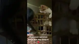 # #cat #помощьбездомным #бездомныеживотные #кот #веселыекоты #catshorts #catvideos #котик #crimea