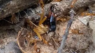 Meet the Ants That Build Living Bridges