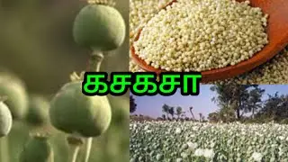 Poppy Seeds | கசகசா விதைகள்