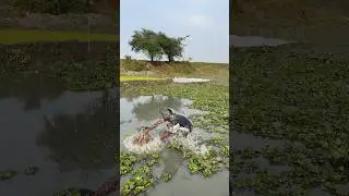 Traditional Village Fishing | Boys 🐬CatchGiant Fish #fishing