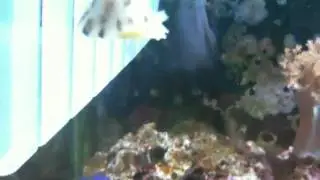 Humpback turretfish