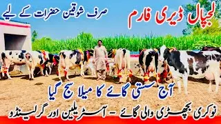 Lajpal Dairy Farm | 10 Australian Friesian cows | Top class Cows | Jani Best