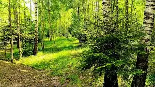 Nature Sounds - Relaxing Bird Sounds  Morning Nature Sounds for Stress Relief