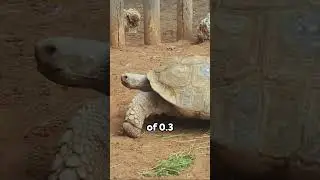 The Epic Slow-Mo Race! Sloth vs. Tortoise #funny #nature #racing #viralshorts