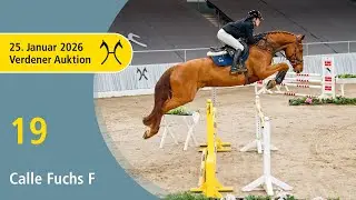 19 Calle Fuchs F by Conthargos - Askari | Verden Auction Online - Sporthorses & Youngster - Jan., 25