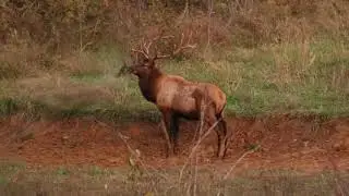 Elk Mating Rituals 2
