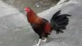 Crowing Cocks