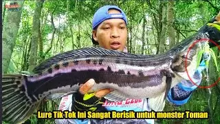 MENGUSIK SARANG TOMAN DENGAN LURE TIK TOK || Casting Toman Kalimantan #shimano #DtxLure #vbf
