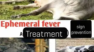 Ephemeral fever : sign , prevention & treatment.