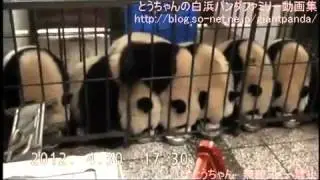 Milk Bowl Giant Pandas