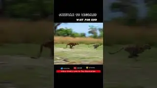 Cheetah vs Leopard speed test. Roasting Village #shorts #shortsvideo #fact #animals