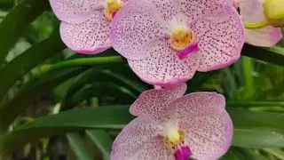 Hoa tết siêu rẻ đẹp 0704135188