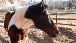 Horses in Capitol Reef National Park Utah