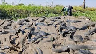 Wow Wow amazing  -A farmer caught a lot of fish and eggs in a rice field near the river.
