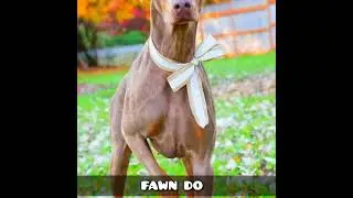 🖤🤍 doberman dog different🤍🖤 COLORS varieties 🖤🤍💙💚💛❤ #shorts status#whatsapp status#dog video#animal