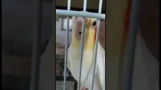Cockatiel Sings &lsquo;La Cucaracha&rsquo; Like a Pro! 🎶🦜 | Funny Singing Bird #SingingCockatiel #BirdTalent