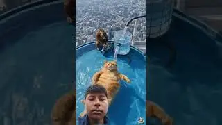 Billu swimraha thaming pool mein Naha