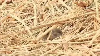 Vole, Arvicolinae, 田鼠