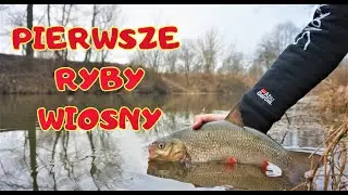 ...i grzyby NA SUROWO - wyprawa na wiosenne jazie / odc. 115