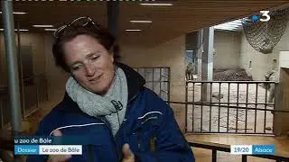 A la découverte du zoo de Bâle