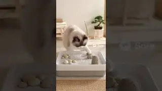 Litterbox Rock-Garden with Fluffy! - #cat #zen #ai #video #garden