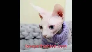 Chic Sphinx Cat Blue Striped Sweater - Stylish Winter Wear.#sphinxcat #hairlesscats #hairlesscat