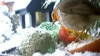 Xmas Robin feeding on fatball in Chritmas Winter snow Birdcam ~ Birds Wildlife videos UK
