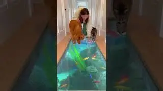 😂🐾🐟300 IQ Cat vs Dog&hellip; and Then Everyone Falls Ultimate Trick Battle #pets #funny #animals